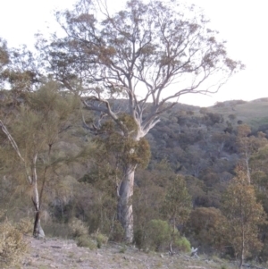 Eucalyptus rossii at Conder, ACT - 2 Oct 2014