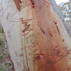 Eucalyptus rossii at Rob Roy Range - 2 Oct 2014 07:31 PM