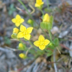 Cicendia quadrangularis (Oregon Timwort) at Farrer, ACT - 5 Oct 2014 by julielindner