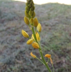 Bulbine glauca (Rock Lily) at Conder, ACT - 2 Oct 2014 by MichaelBedingfield