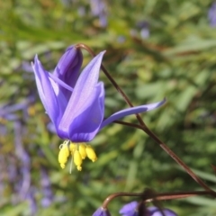 Stypandra glauca (Nodding Blue Lily) at Rob Roy Range - 1 Oct 2014 by michaelb