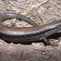 Liopholis montana (Mountain Skink, Tan-backed Skink) at Cotter River, ACT - 23 Oct 1982 by wombey