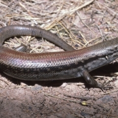 Liopholis montana (Mountain Skink, Tan-backed Skink) at Cotter River, ACT - 24 Oct 1982 by wombey