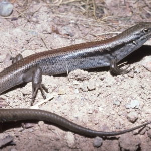 Liopholis montana at Cotter River, ACT - suppressed