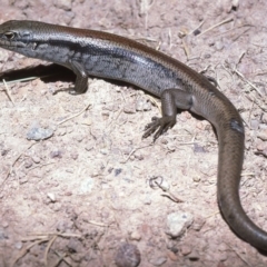 Liopholis montana at Cotter River, ACT - 24 Oct 1982