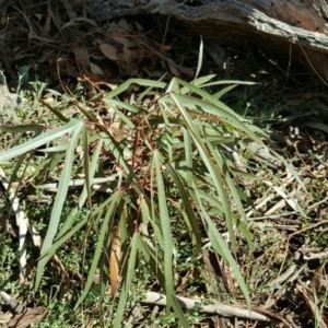 Brachychiton populneus subsp. populneus at O'Malley, ACT - 6 Mar 2016