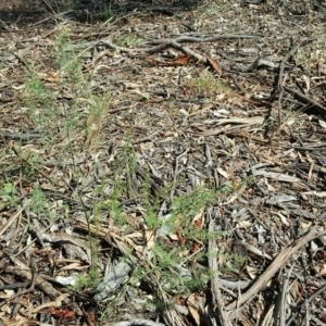 Asparagus officinalis at O'Malley, ACT - 6 Mar 2016