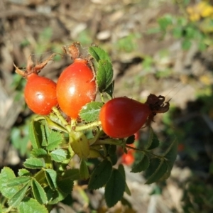 Rosa rubiginosa at O'Malley, ACT - 6 Mar 2016