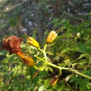 Campsis radicans at Jerrabomberra, ACT - 6 Mar 2016