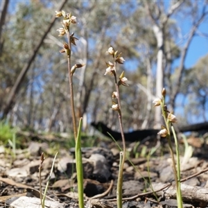 Paraprasophyllum brevilabre at Undefined Area - suppressed