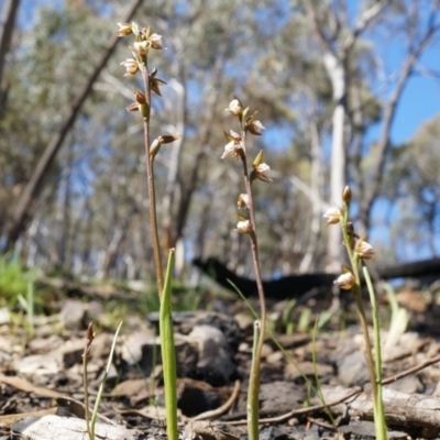 Prasophyllum brevilabre (Short-lip Leek Orchid) at Canberra Central, ACT - 7 Oct 2014 by AaronClausen