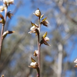 Paraprasophyllum brevilabre at Undefined Area - suppressed