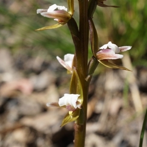 Paraprasophyllum brevilabre at Undefined Area - suppressed