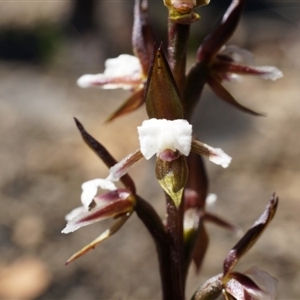 Paraprasophyllum brevilabre at Undefined Area - suppressed