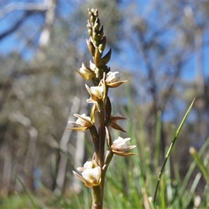 Paraprasophyllum brevilabre at Undefined Area - suppressed