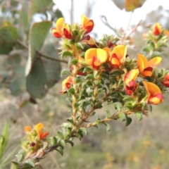 Pultenaea procumbens (Bush Pea) at Tuggeranong Hill - 6 Oct 2014 by michaelb