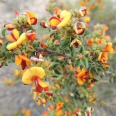 Pultenaea procumbens at Theodore, ACT - 6 Oct 2014