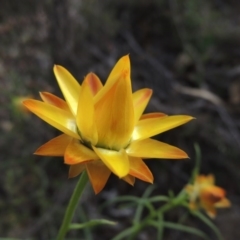 Xerochrysum viscosum (Sticky Everlasting) at Tuggeranong Hill - 6 Oct 2014 by michaelb