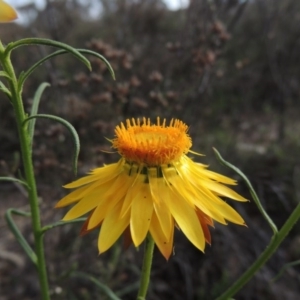 Xerochrysum viscosum at Theodore, ACT - 6 Oct 2014