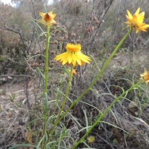 Xerochrysum viscosum at Theodore, ACT - 6 Oct 2014