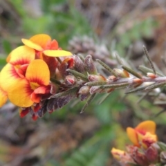 Dillwynia sericea (Egg And Bacon Peas) at Tuggeranong Hill - 6 Oct 2014 by michaelb