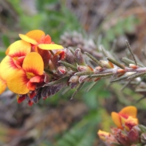 Dillwynia sericea at Theodore, ACT - 6 Oct 2014