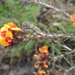 Dillwynia sericea at Theodore, ACT - 6 Oct 2014