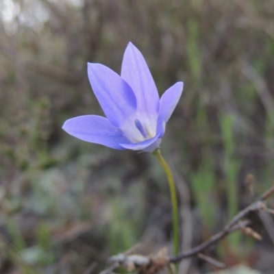 Wahlenbergia capillaris (Tufted Bluebell) at Theodore, ACT - 6 Oct 2014 by michaelb