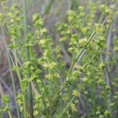 Galium gaudichaudii subsp. gaudichaudii (Rough Bedstraw) at Tuggeranong Hill - 6 Oct 2014 by michaelb