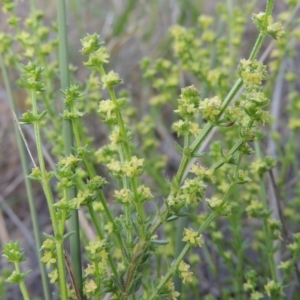 Galium gaudichaudii subsp. gaudichaudii at Theodore, ACT - 6 Oct 2014