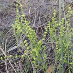 Galium gaudichaudii subsp. gaudichaudii at Theodore, ACT - 6 Oct 2014