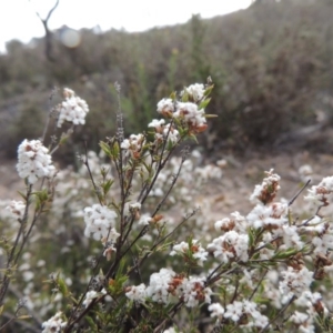 Leucopogon virgatus at Theodore, ACT - 6 Oct 2014