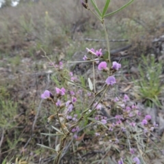 Glycine clandestina (Twining Glycine) at Theodore, ACT - 6 Oct 2014 by michaelb