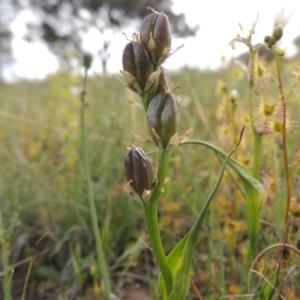 Wurmbea dioica subsp. dioica at Theodore, ACT - 6 Oct 2014 06:00 PM