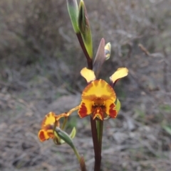 Diuris semilunulata (Late Leopard Orchid) at Tuggeranong Hill - 6 Oct 2014 by michaelb