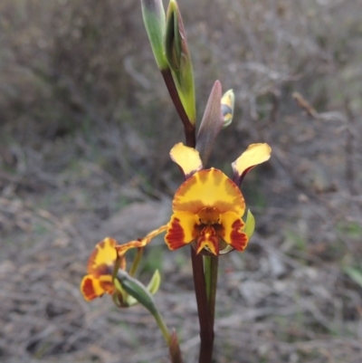 Diuris semilunulata (Late Leopard Orchid) at Theodore, ACT - 6 Oct 2014 by michaelb