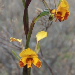 Diuris semilunulata (Late Leopard Orchid) at Theodore, ACT - 6 Oct 2014 by michaelb