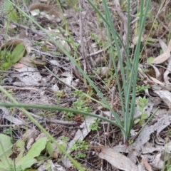 Thysanotus tuberosus subsp. tuberosus (Common Fringe-lily) at Theodore, ACT - 6 Oct 2014 by michaelb