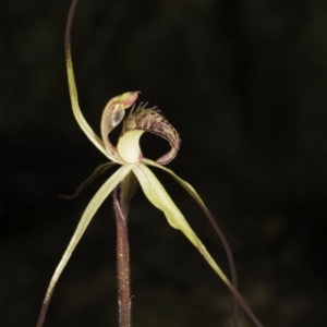 Caladenia orestes at suppressed - 8 Oct 2014