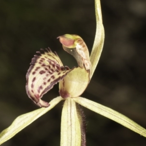 Caladenia orestes at suppressed - 8 Oct 2014