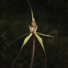 Caladenia orestes at suppressed - 8 Oct 2014