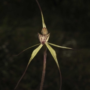 Caladenia orestes at suppressed - 8 Oct 2014