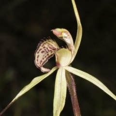 Caladenia orestes at suppressed - suppressed