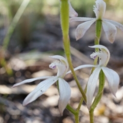 Caladenia ustulata (Brown Caps) at Acton, ACT - 7 Oct 2014 by AaronClausen
