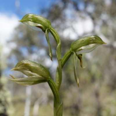 Bunochilus montanus (Montane Leafy Greenhood) at Brindabella, NSW - 8 Oct 2014 by AaronClausen