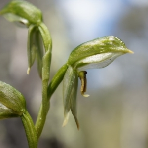 Bunochilus montanus (ACT) = Pterostylis jonesii (NSW) at Brindabella, NSW - 8 Oct 2014