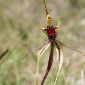 Caladenia parva at Brindabella, NSW - suppressed