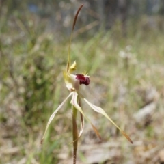 Caladenia parva at Brindabella, NSW - suppressed