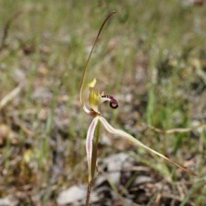 Caladenia parva at Brindabella, NSW - suppressed