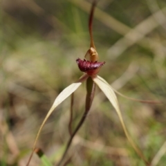 Caladenia orestes (Burrinjuck Spider Orchid) at Brindabella, NSW by AaronClausen